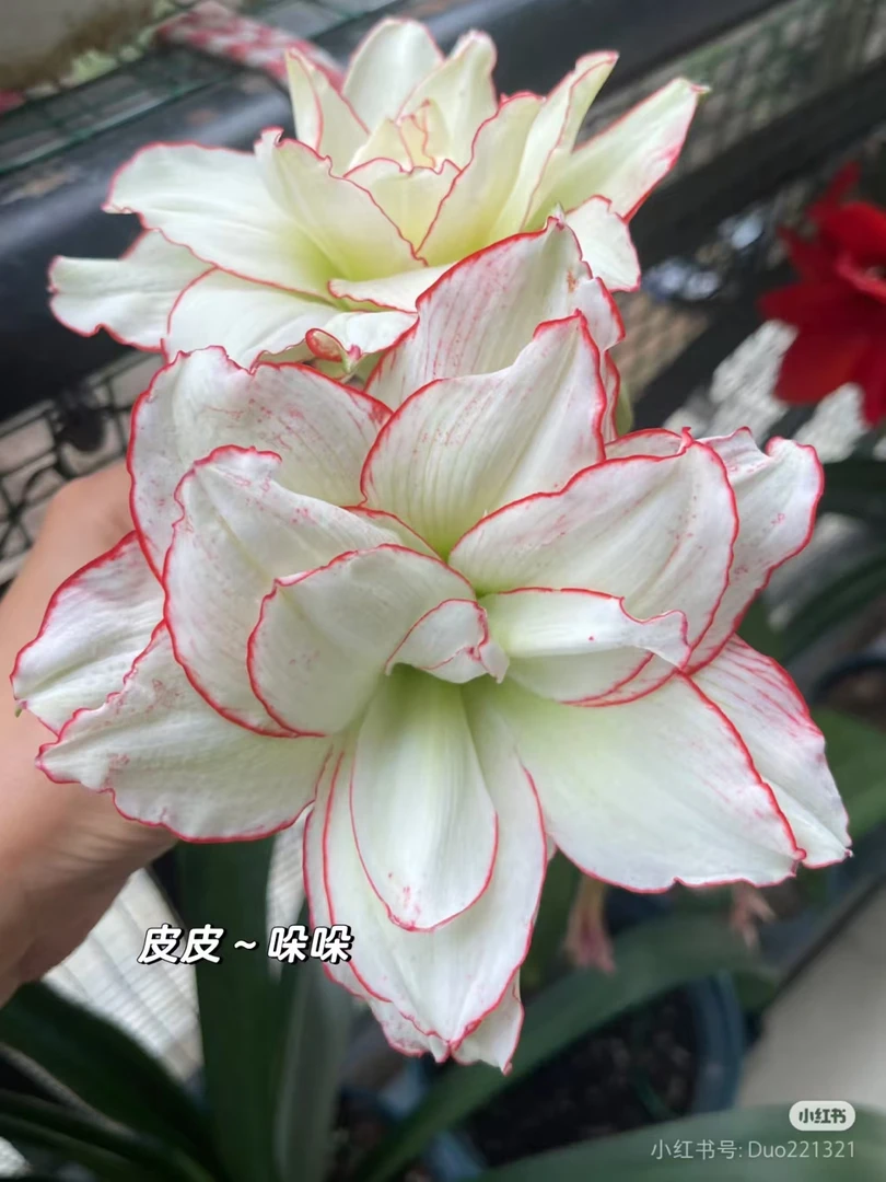 朱顶红皮皮 4+球 实物福袋