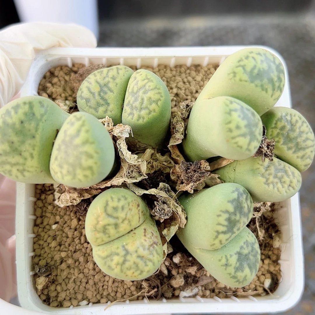 100 好养易活生石花大母本