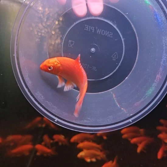 蝴蝶鲤鱼蝴蝶鲤，包邮包活包对版，其它不包！