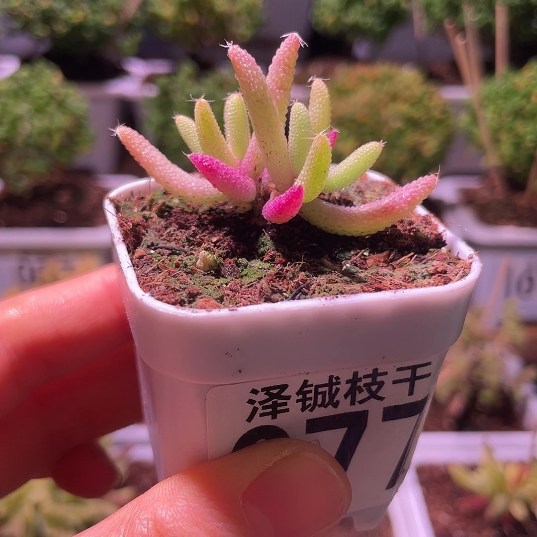 01枝干番杏玉米锦