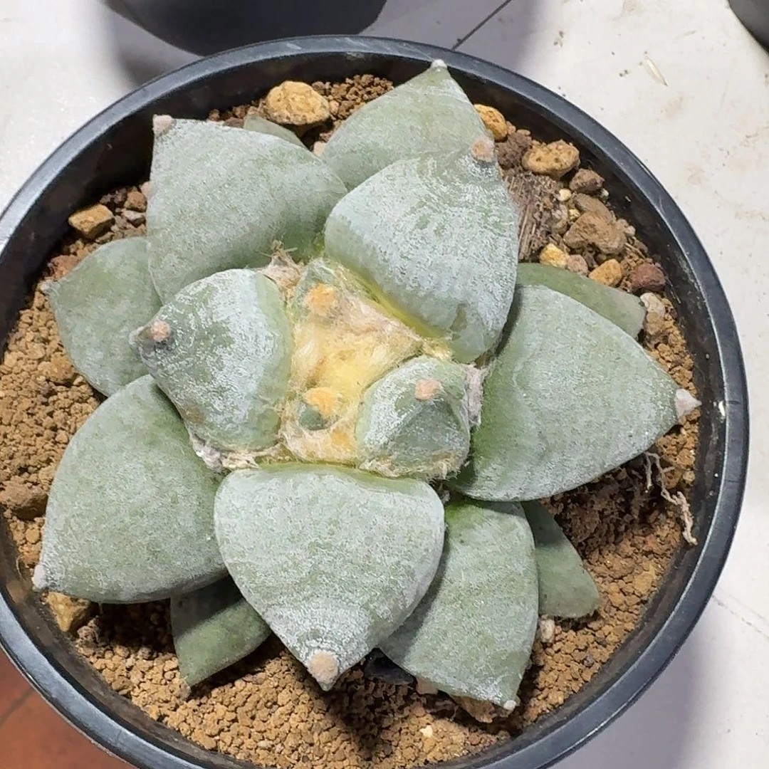 实生丸尤青瓷牡丹