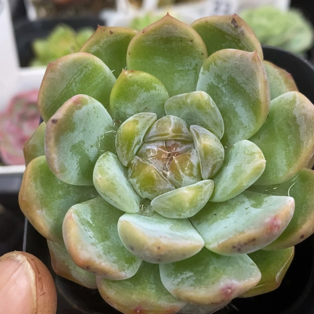 精品多肉一物一拍不包整239