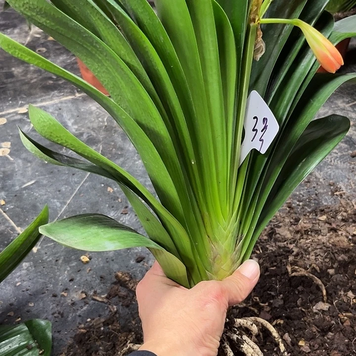 当前无花栽培后可以开花3号
