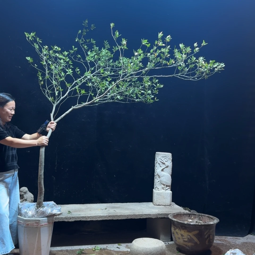旖***8完全开放栀子花造型树一物一拍