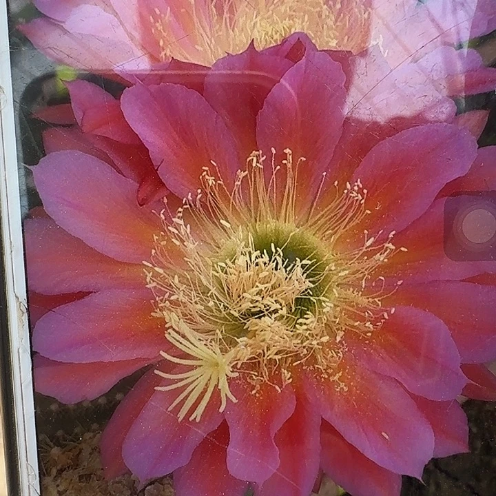 飞碟根6公分左右毛花柱