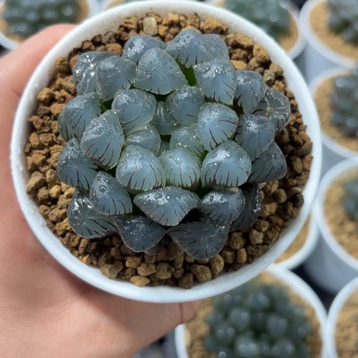 白盘潘氏灯玉露多肉植物