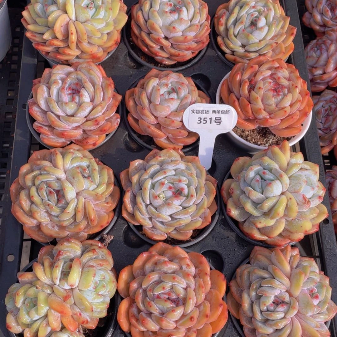 351号韩版橙梦露母本2个