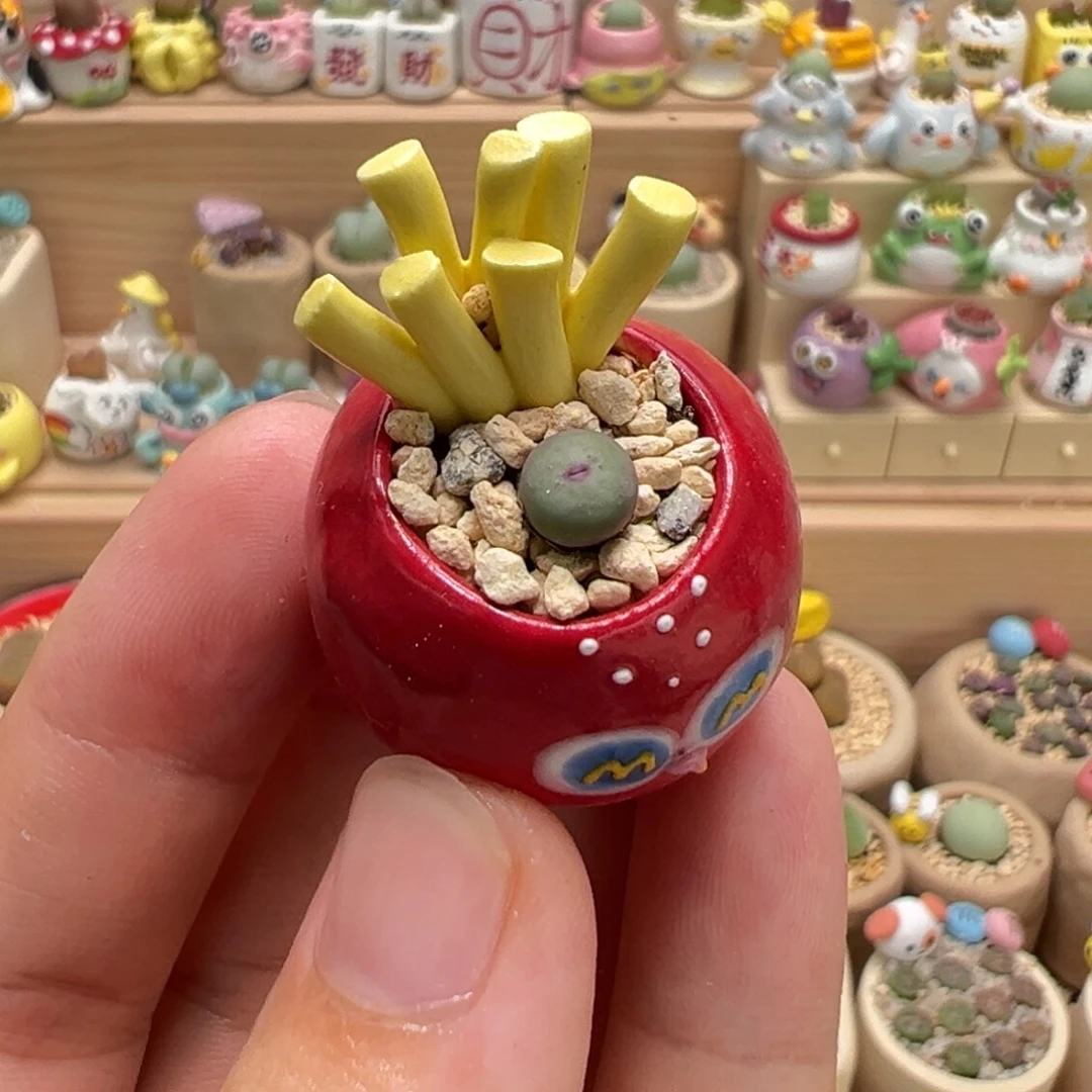 多肉植物54号拇指盆