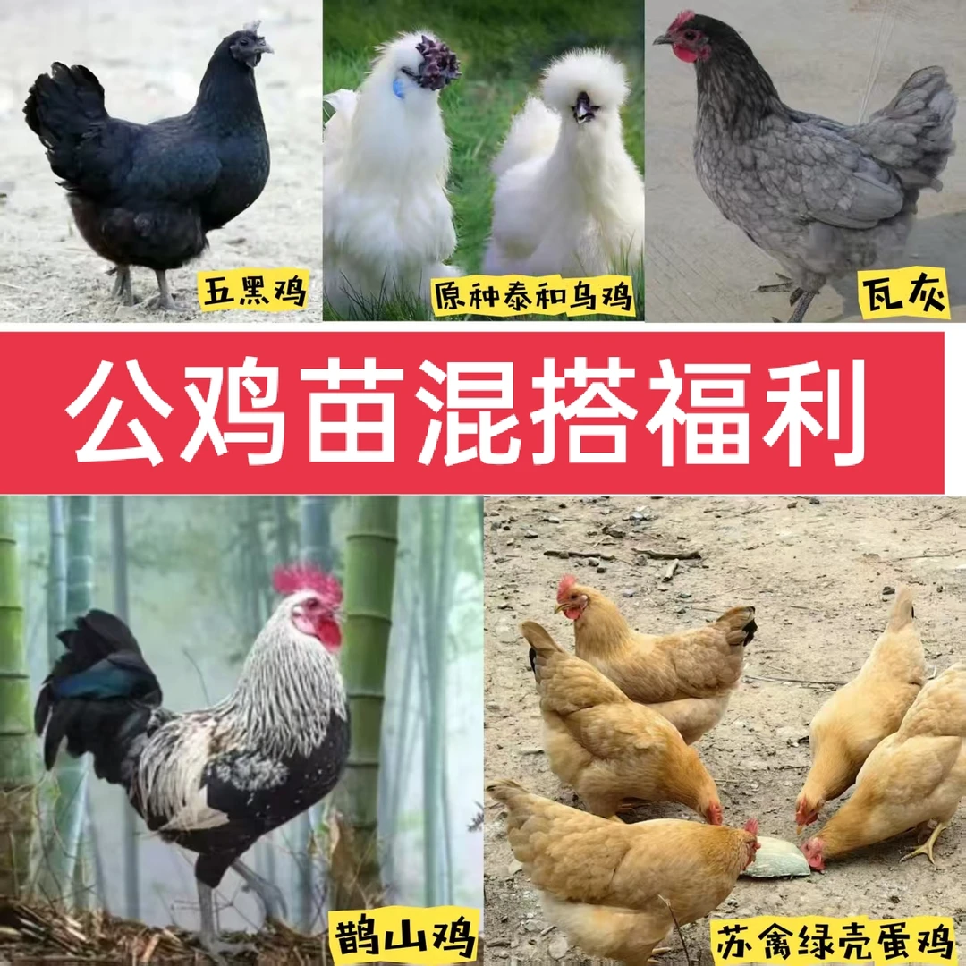 直播间一物一怕挑选规格各种公鸡苗品种规格混搭