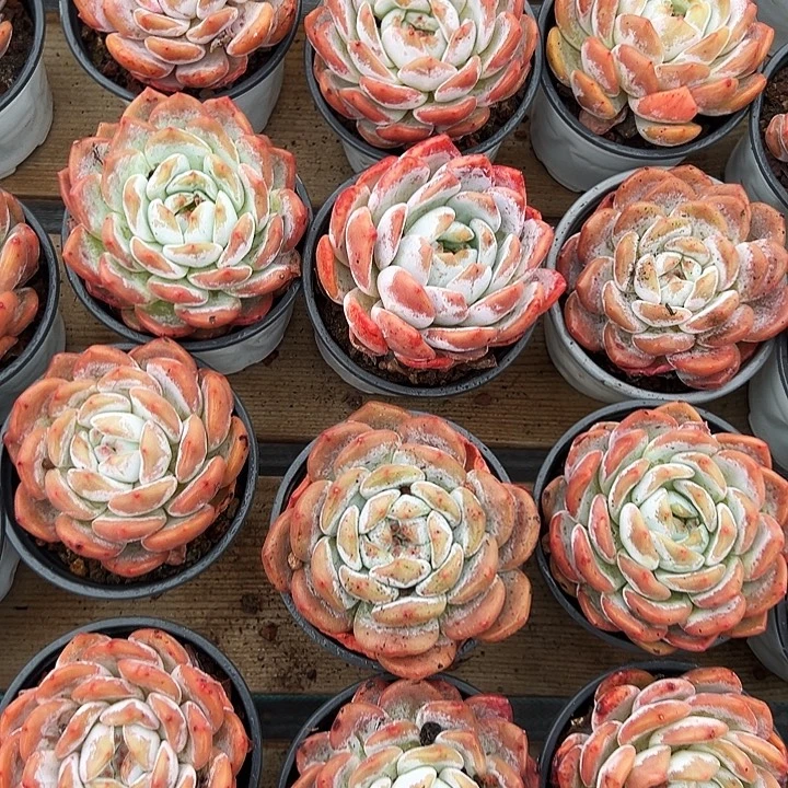 橙梦露。福利多多。