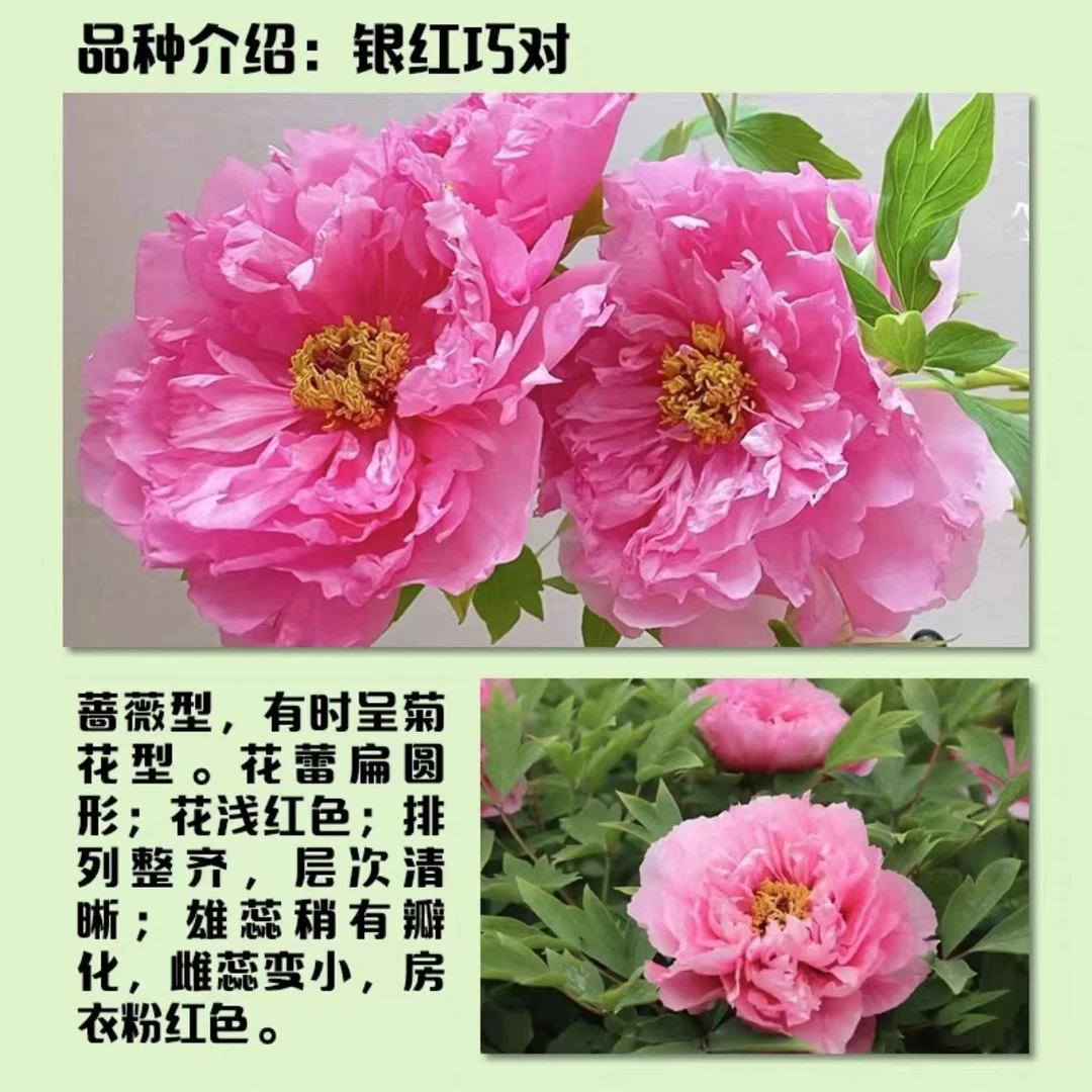 【银红巧对】牡丹花苗6到10枝条