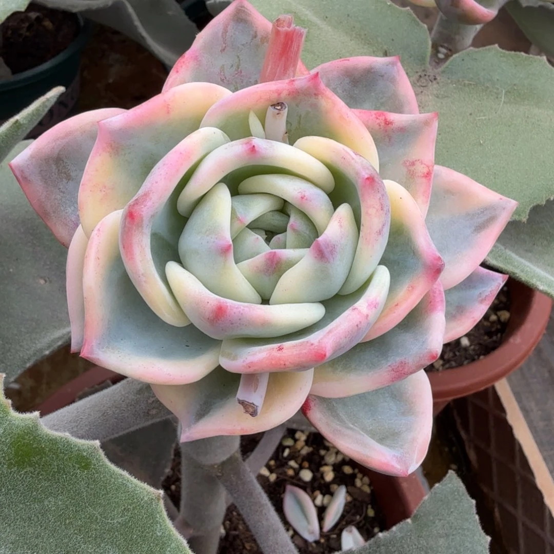 伊丽莎白锦锦上园艺一物一拍