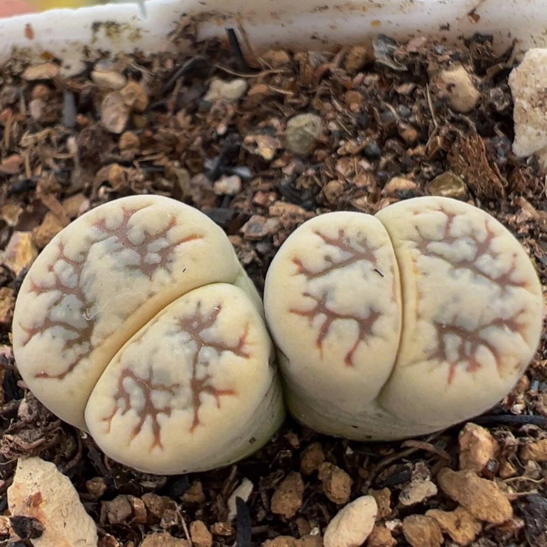 88多肉植物百科植物