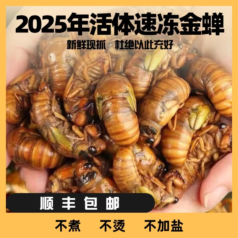 【次日达2025现抓大金禅】大知了大爬叉猴高蛋白当季新鲜梨园大金禅瓶装发货梨园大白禅