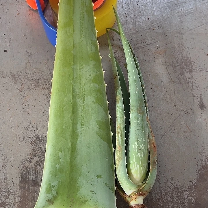 一片食用叶片，一颗小苗