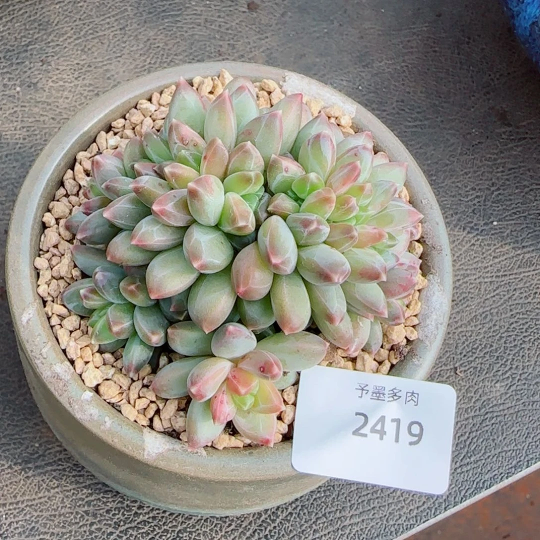 彩翼美人缀化，2419多肉植物