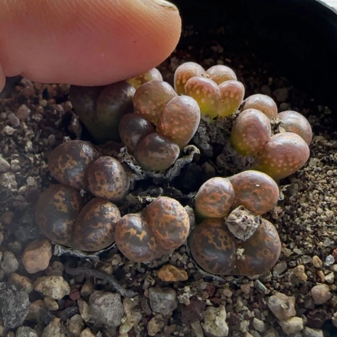 【闪购商品】L****y15353