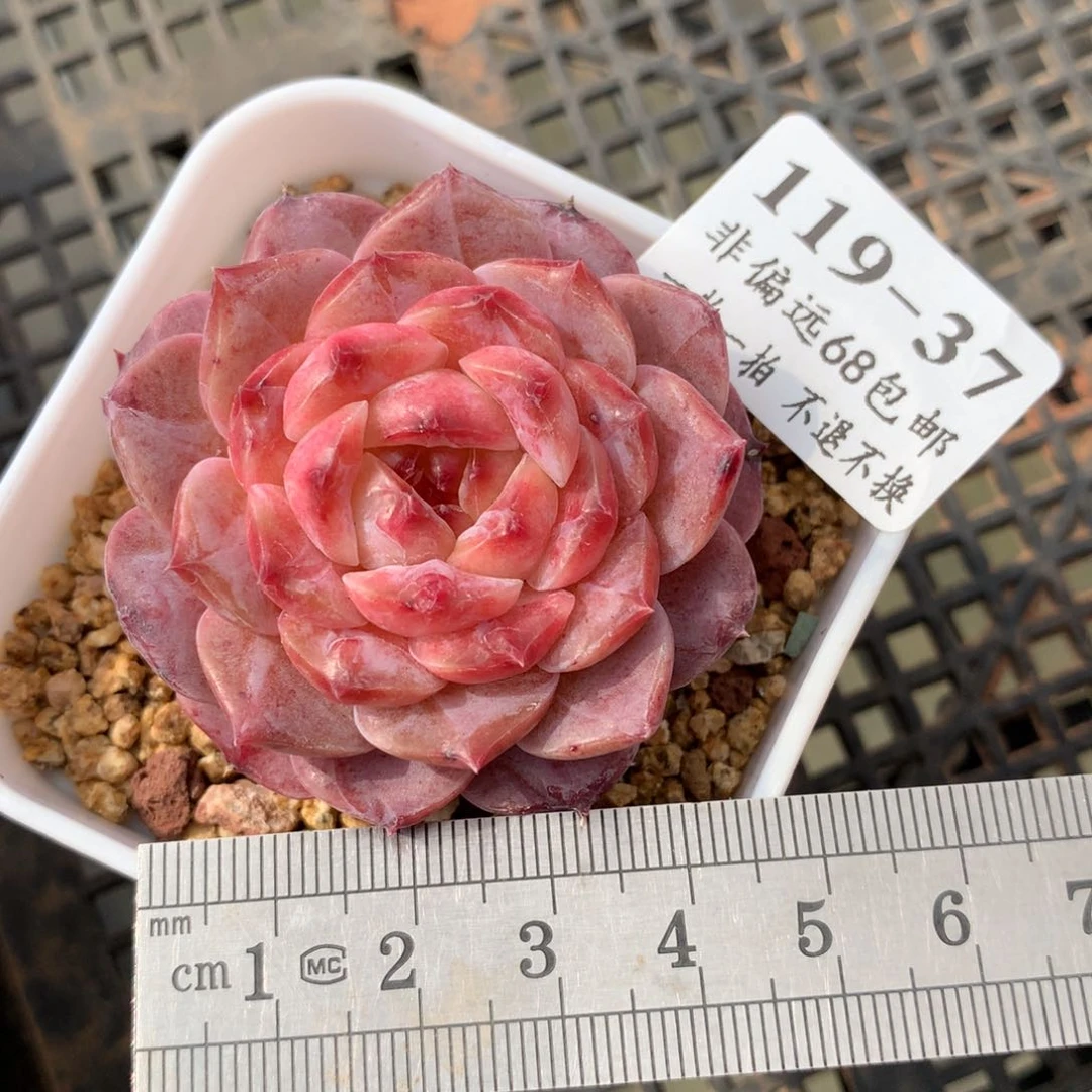 37。冰糖雪梨。糖心多肉。