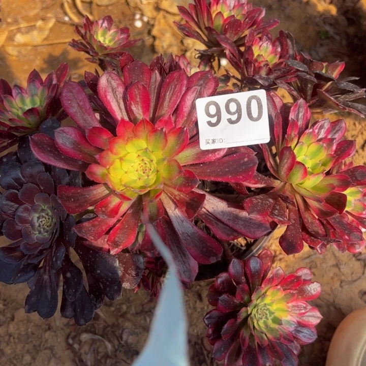 舞天姬微瑕多肉植物990