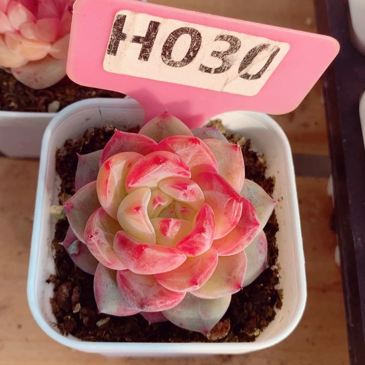 木*晨冬雪珍妮5cm多肉植物