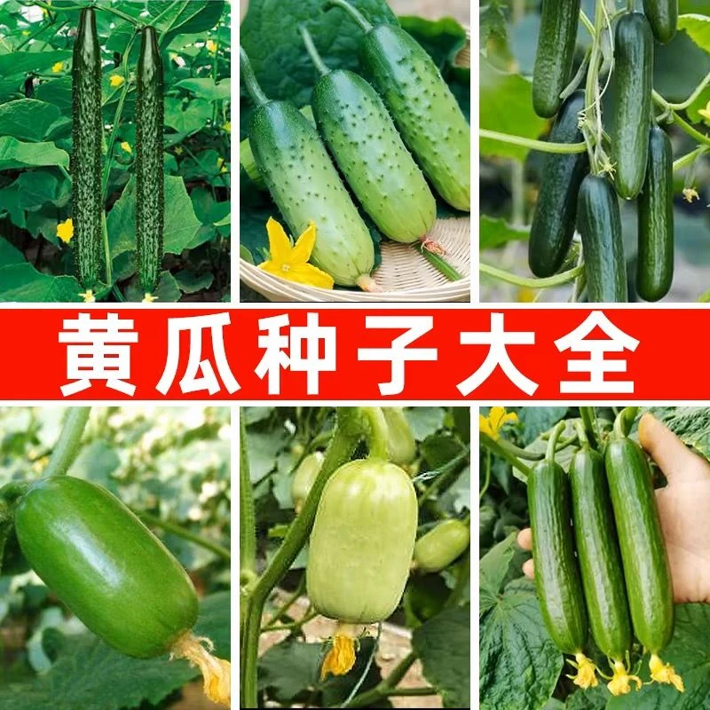 【黄瓜种子大全】玉女水果黄瓜种籽奶油黄瓜四季庭院阳台蔬菜水果籽