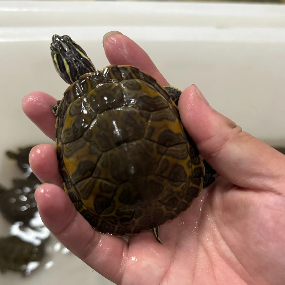 6-8cm火焰龟深水龟观赏龟素食吃菜龟 包邮包活到家