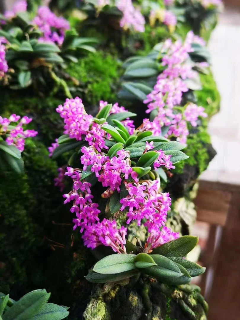 迷你圆叶匙唇兰.板植微景观造景雨林缸稀有园艺苗