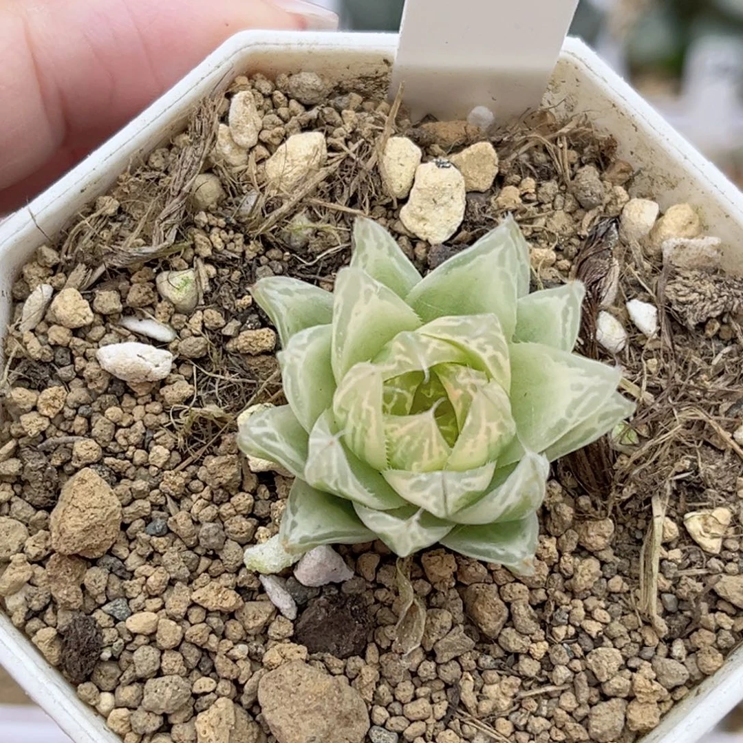 67糊斑来桶泥/红水晶玉露锦福利专场