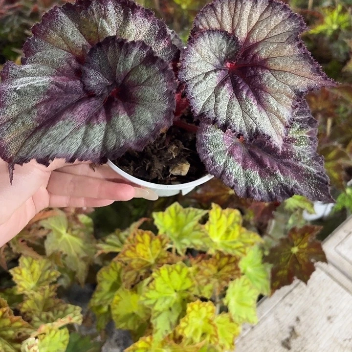 完全开放舒雅秋海棠