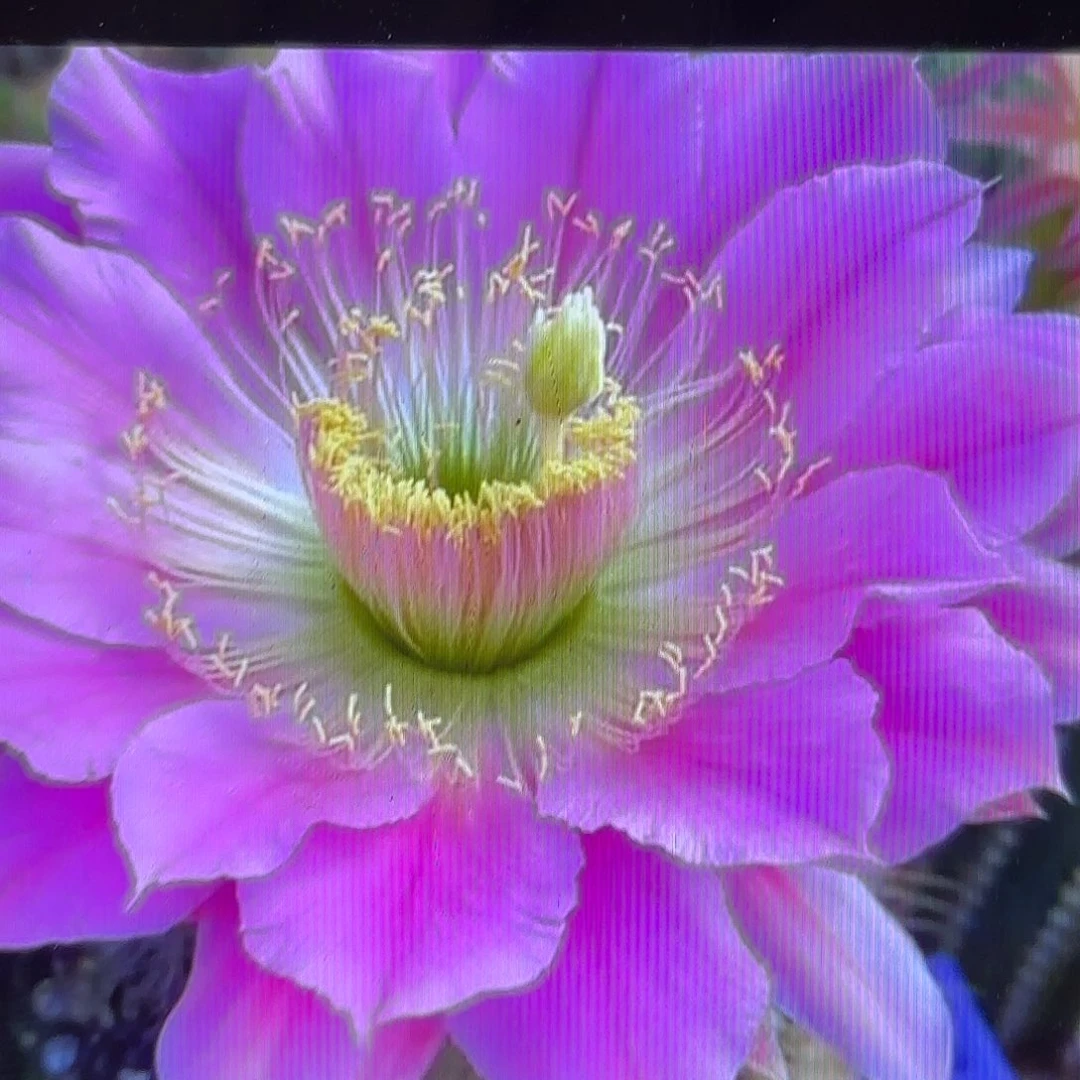 带根3-300彩侧牙20包邮仙人球