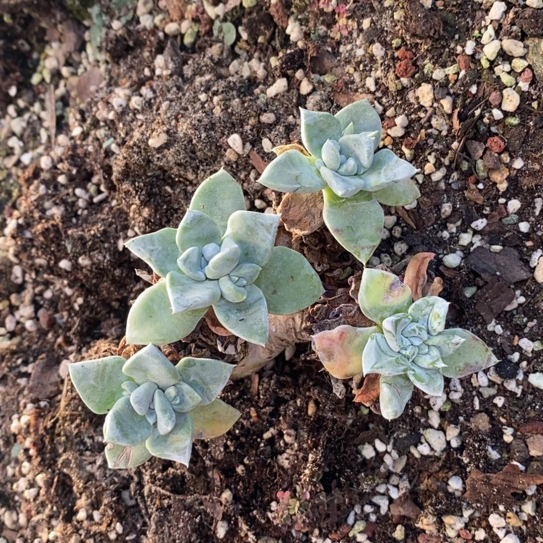 大玫瑰叶苹果叶发货，程程