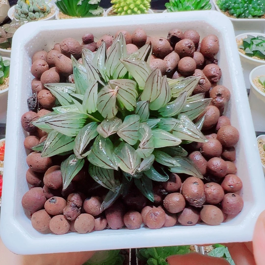 •***嘴直播间，多头大西瓜，24.8