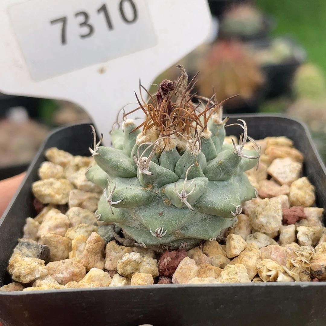 7310 满 39 包邮非偏远地区