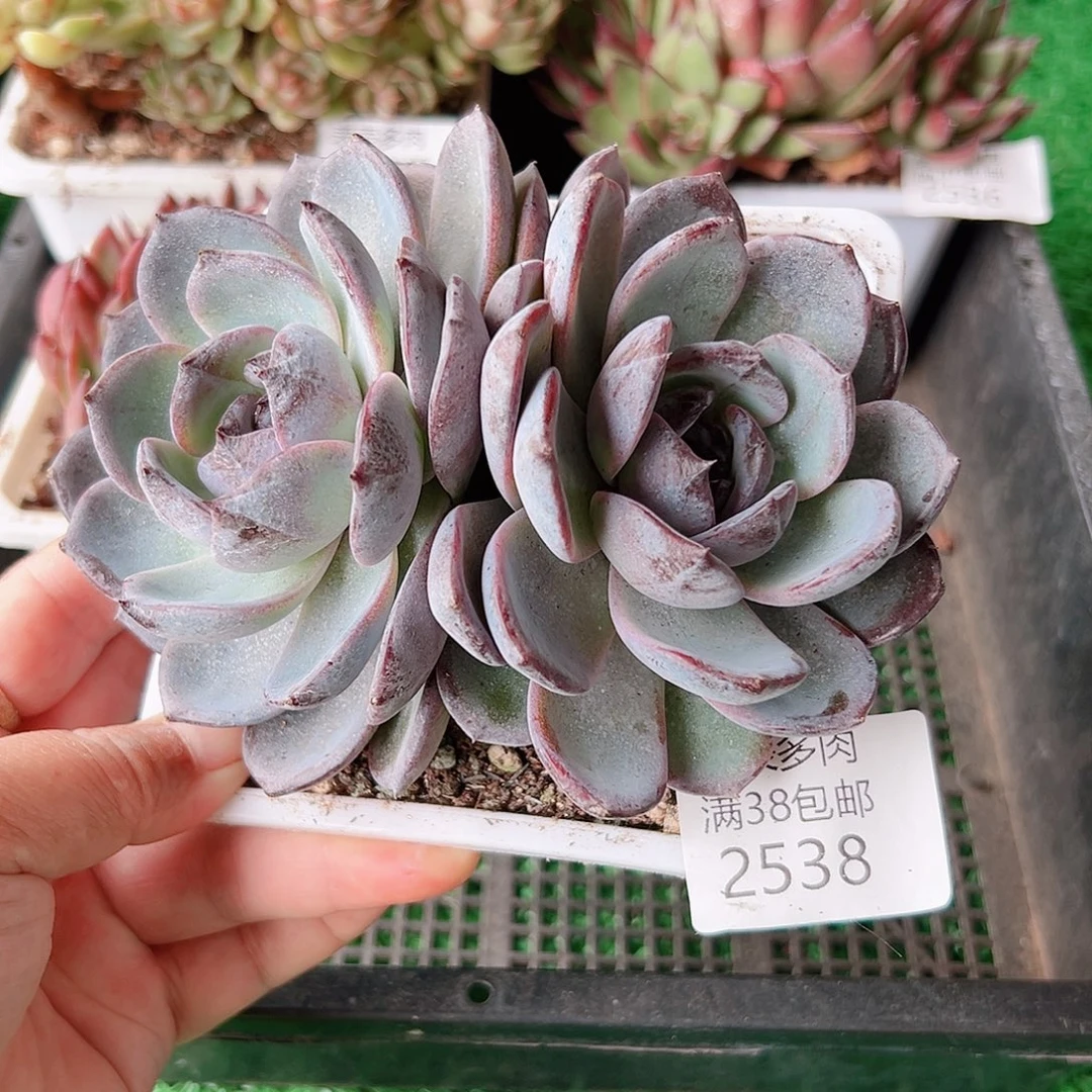 多肉一物一拍植物2538