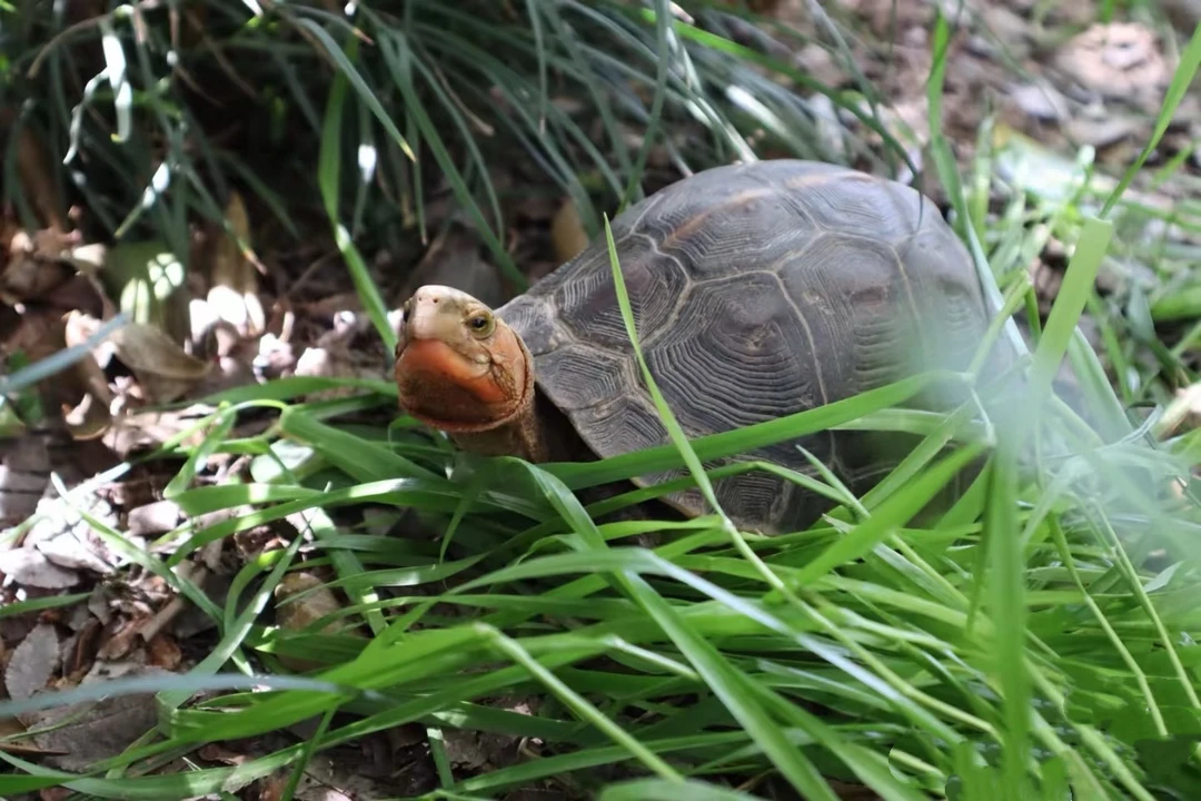 灵龟龟宠活体国龟可陆养宠物龟好养互动性强直播间挑选