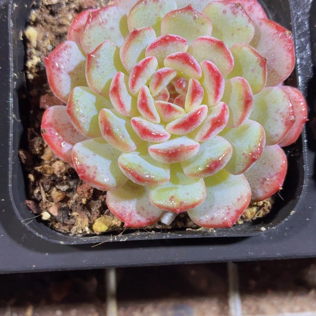 白胖子多肉9.9包邮发货