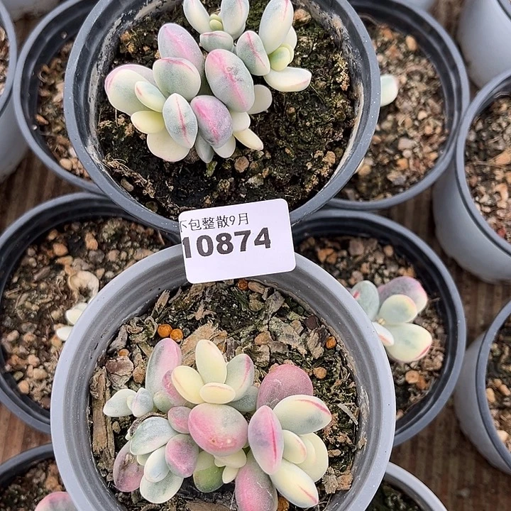 满***滚阿雅园艺。        874乒乓福娘锦