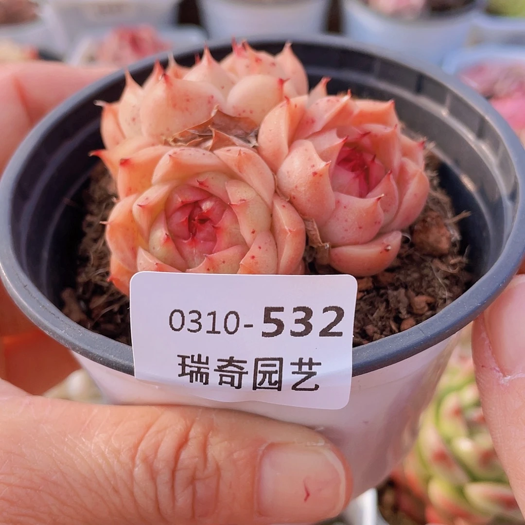 000000000000532量拍
