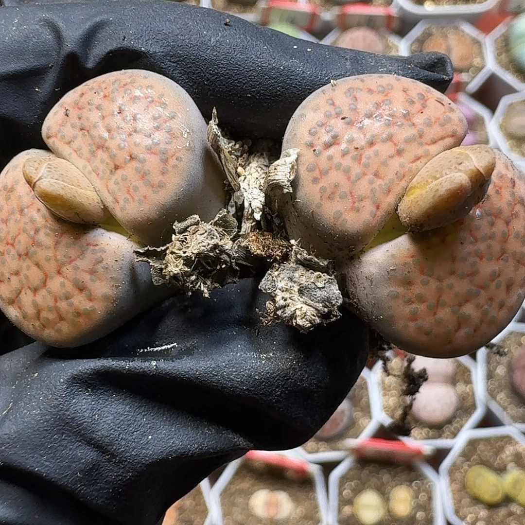 生石花111111。   268