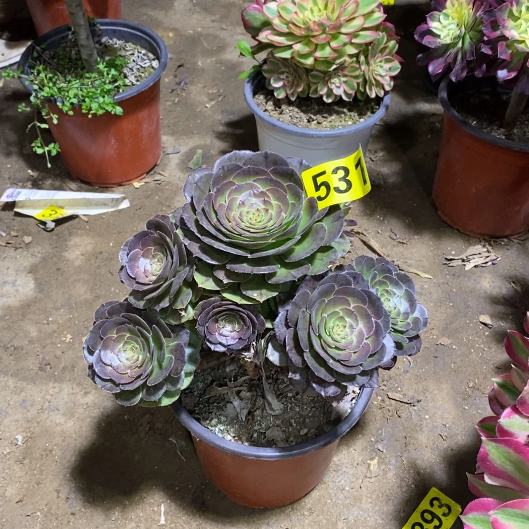 奶白变异多肉法师531