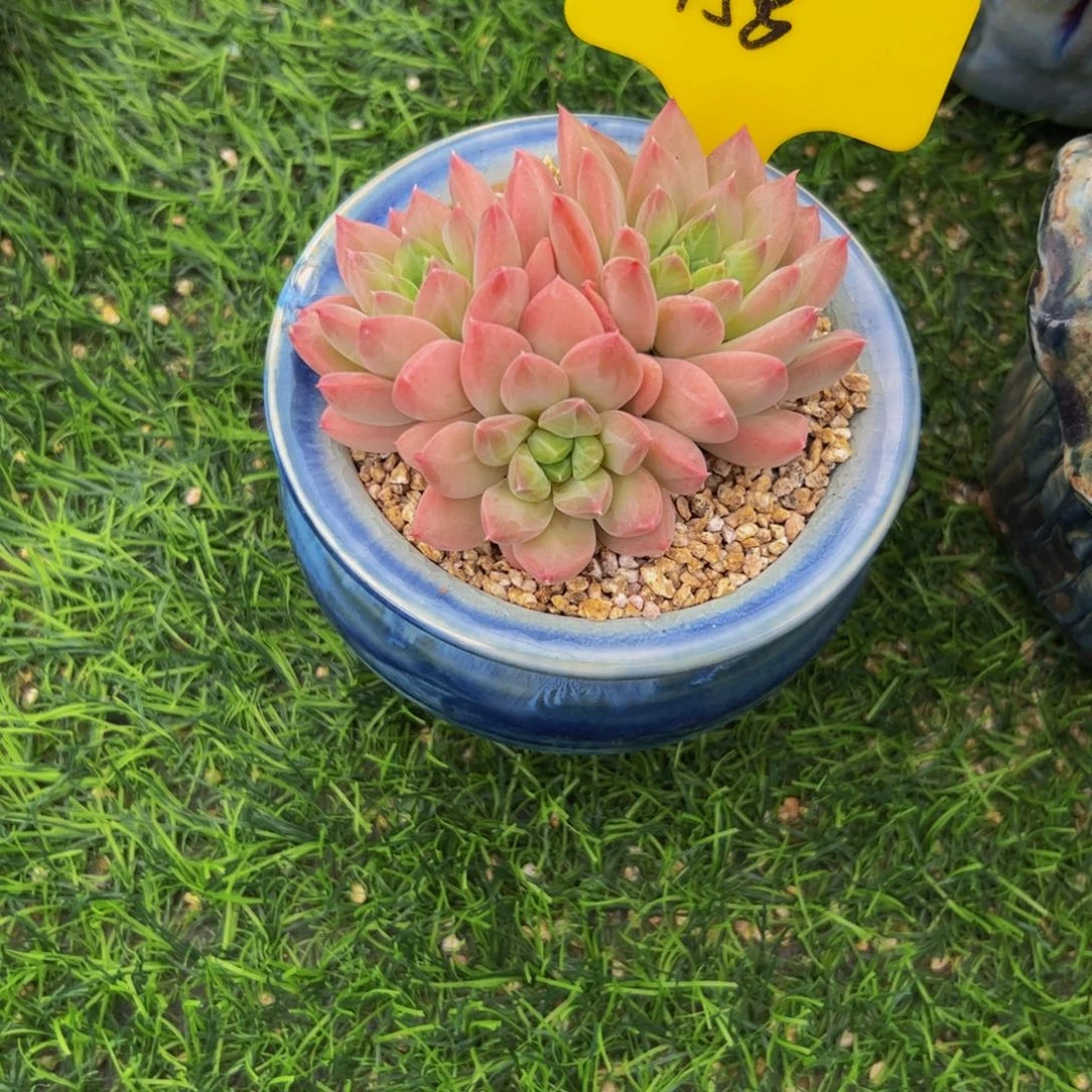 静***文三头幻影美人多肉植物