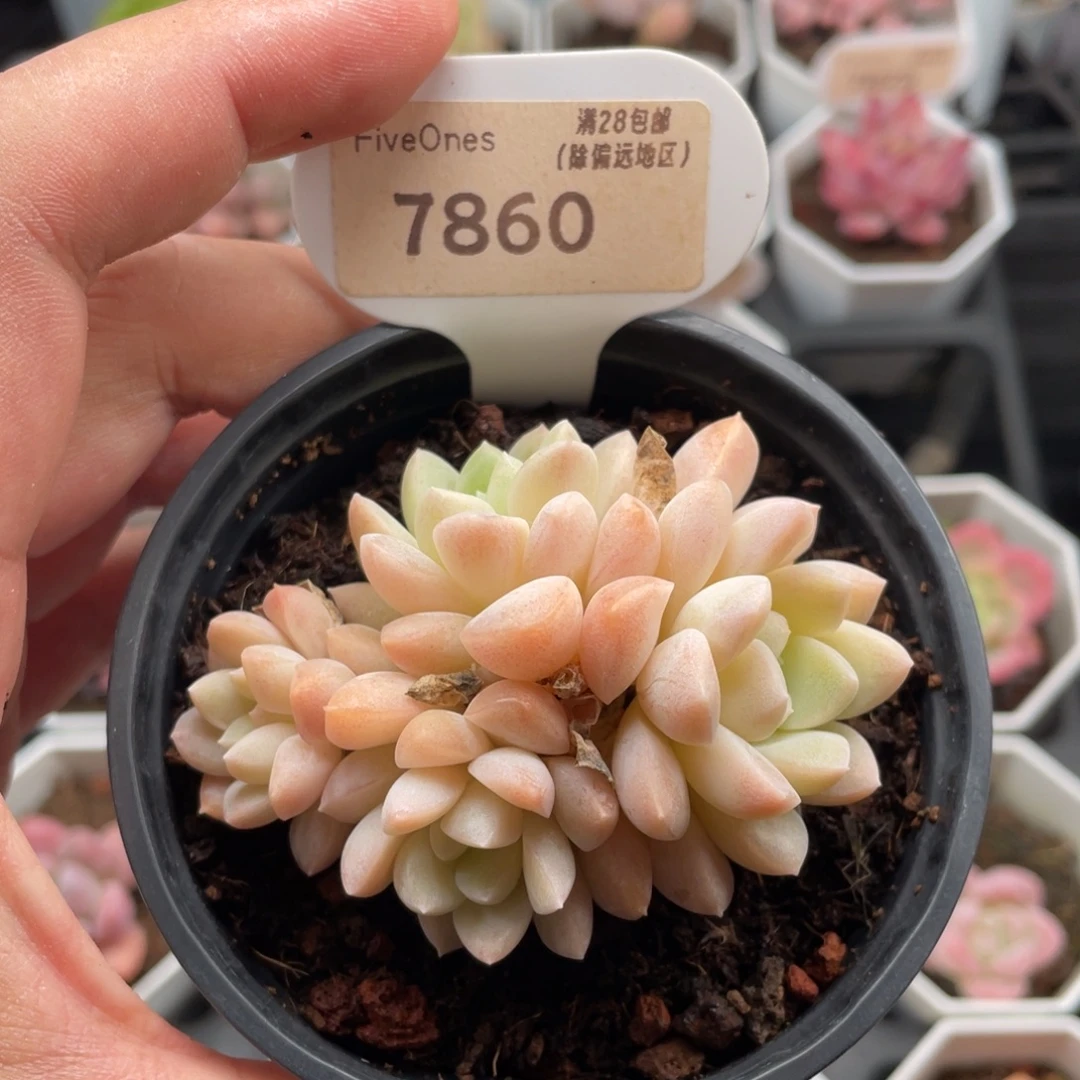 白雪7860-7.0厘米