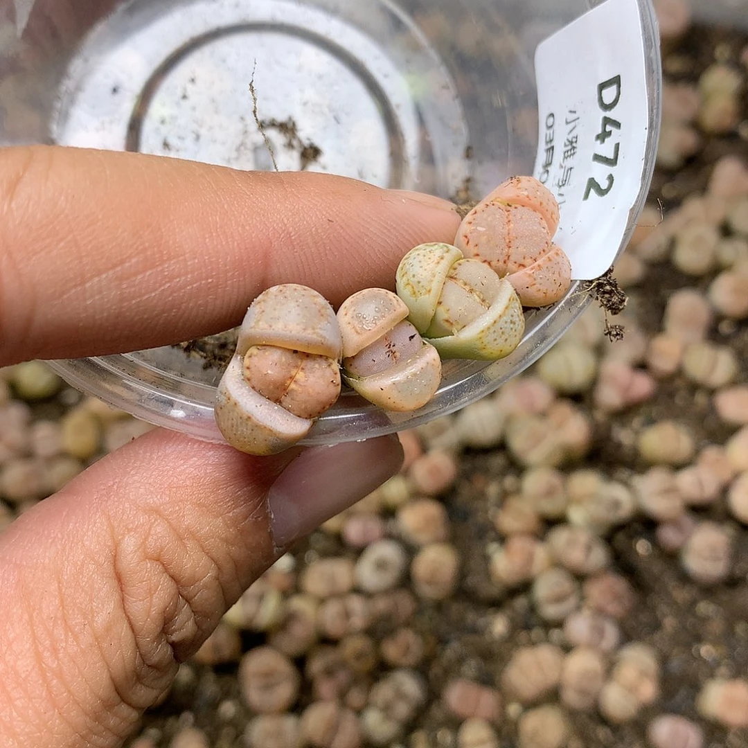 D472多肉植物保护