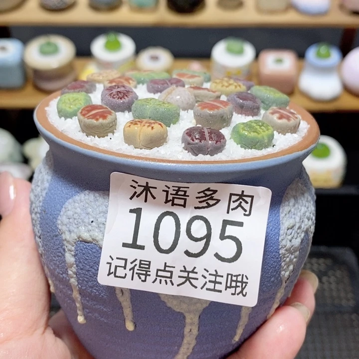 带盆土植物 精美盆栽1095