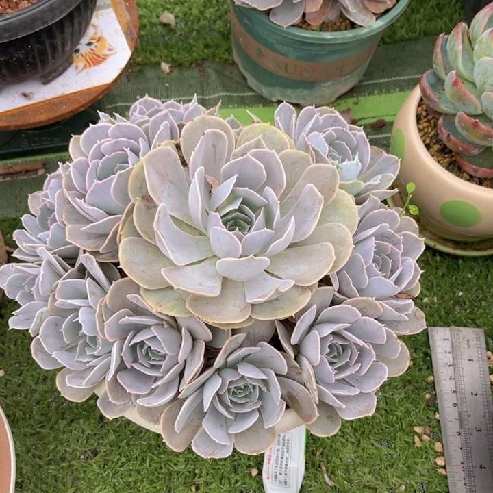 圣卡洛斯大群，官服24