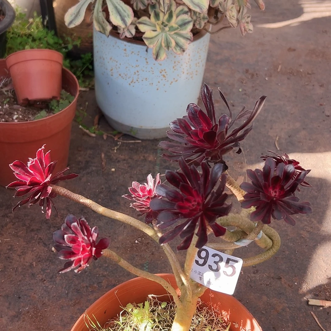 魔法师935多肉植物