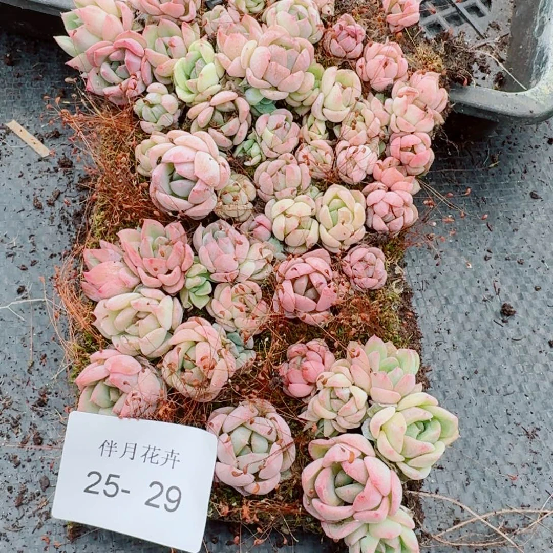 宽叶美尼珍妮切糕一份量拍25-29右四