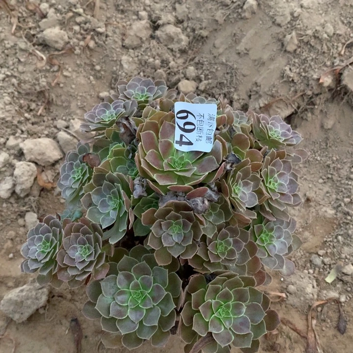 694荷兰玫瑰手捧4