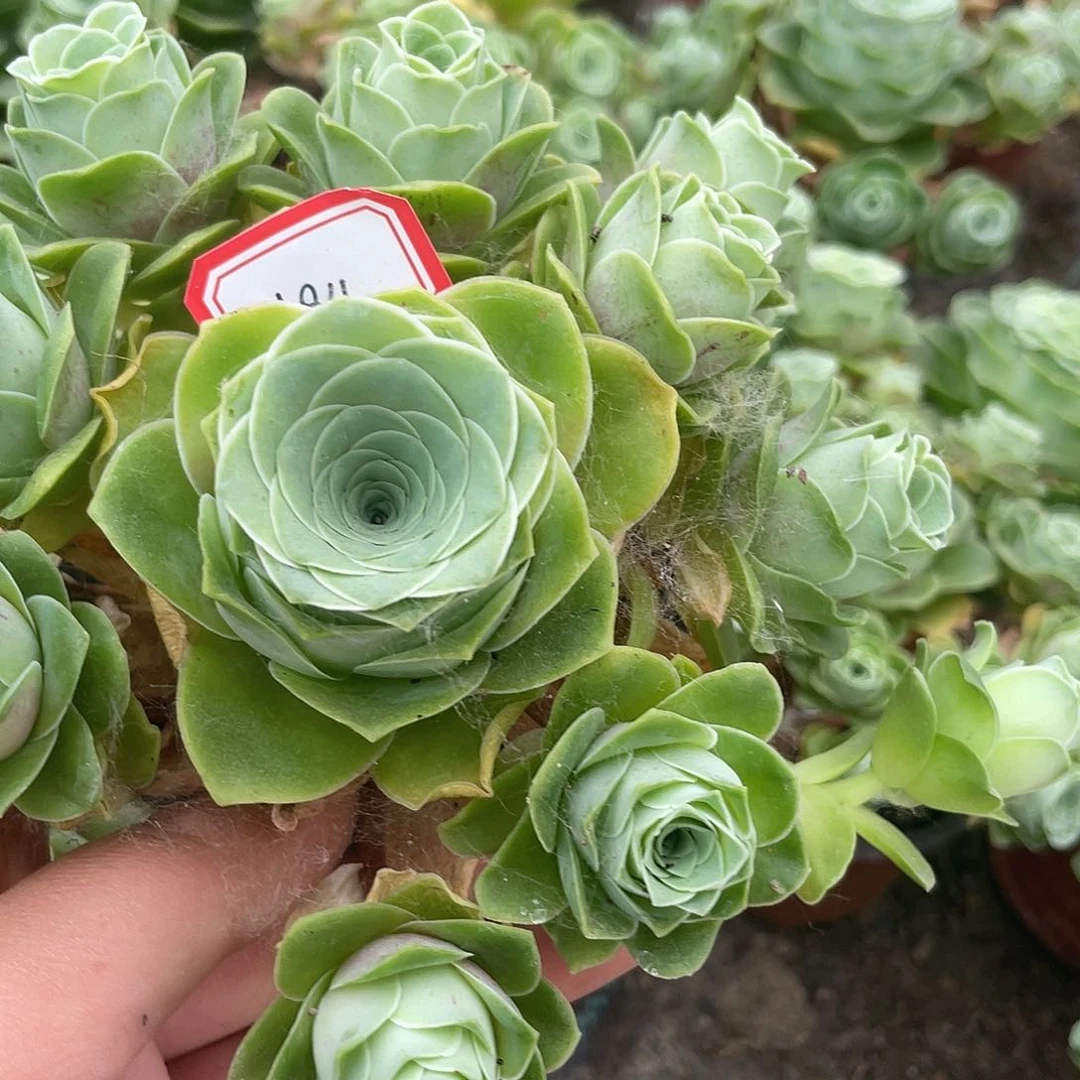 山地玫瑰多肉594
