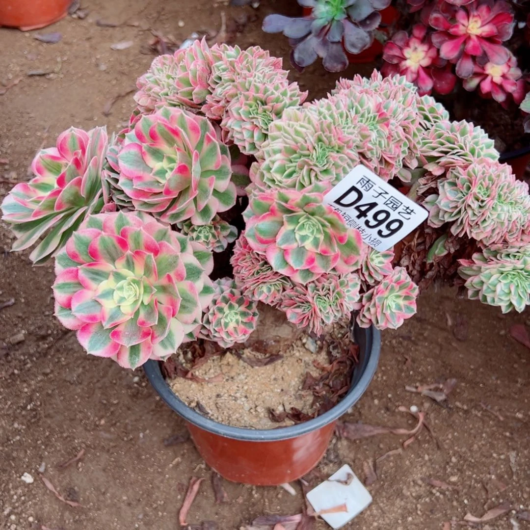 499倾城缀化雨子多肉植物